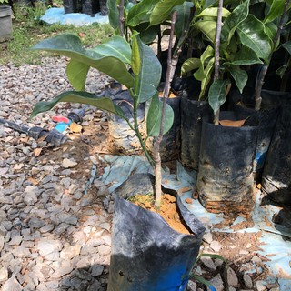  Anak  pokok  cempedak  durian Shopee Malaysia