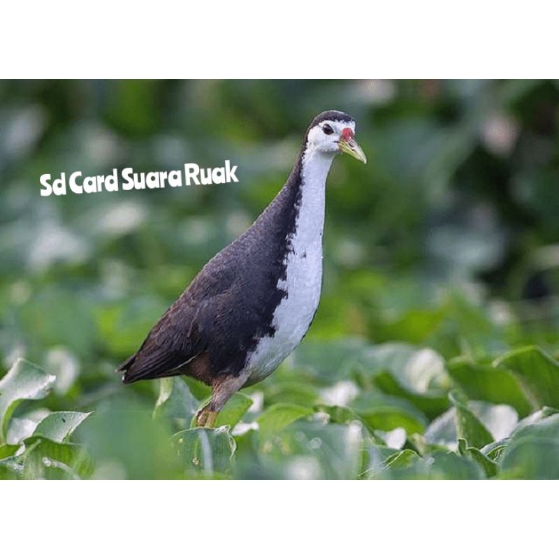 710 Gambar Patung Burung Ayam Ayaman Terbaik