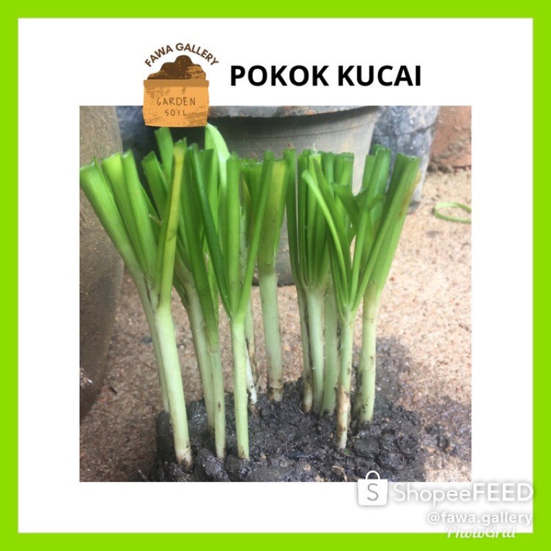 5 Batang Pokok kucai BENIH KUCHAI BENIH POKOK KUCAI 5 Batang Pokok kucai BENIH KUCHAI BENIH POKOK KUCAI