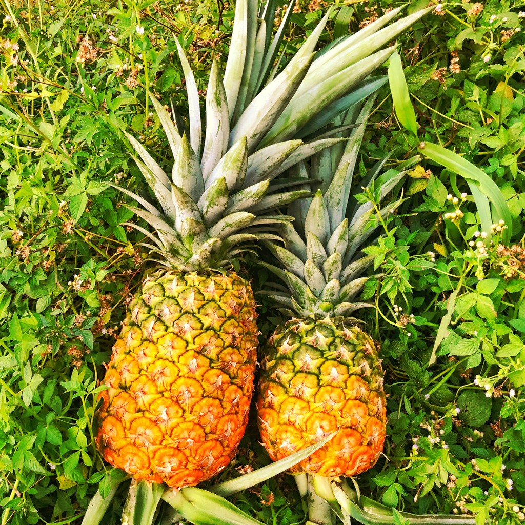 Buy Nenas Premium Md2 Dari Ladang King A Nanas Seetracker Malaysia