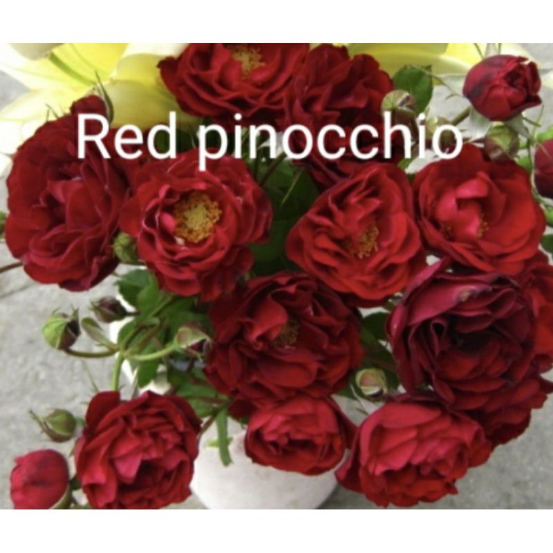 Buy Ros Id Tahan Panas Ros Siam Ros Kampung English Rose Hybrid Tea Rose Climber Rose Shrub Rose Seetracker Malaysia