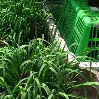 20 pcs benih Kucai daun kuchai  kucai vege seed kuchai  