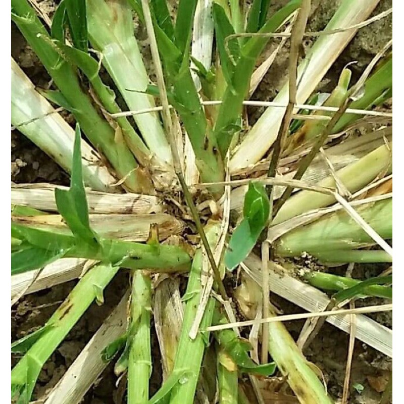 3 Rumput Samba Kucing Beserta Akar Penawar Kurap Tulang Indian Goosegrass Eleusine Indica Kaki Angsa Shopee Malaysia