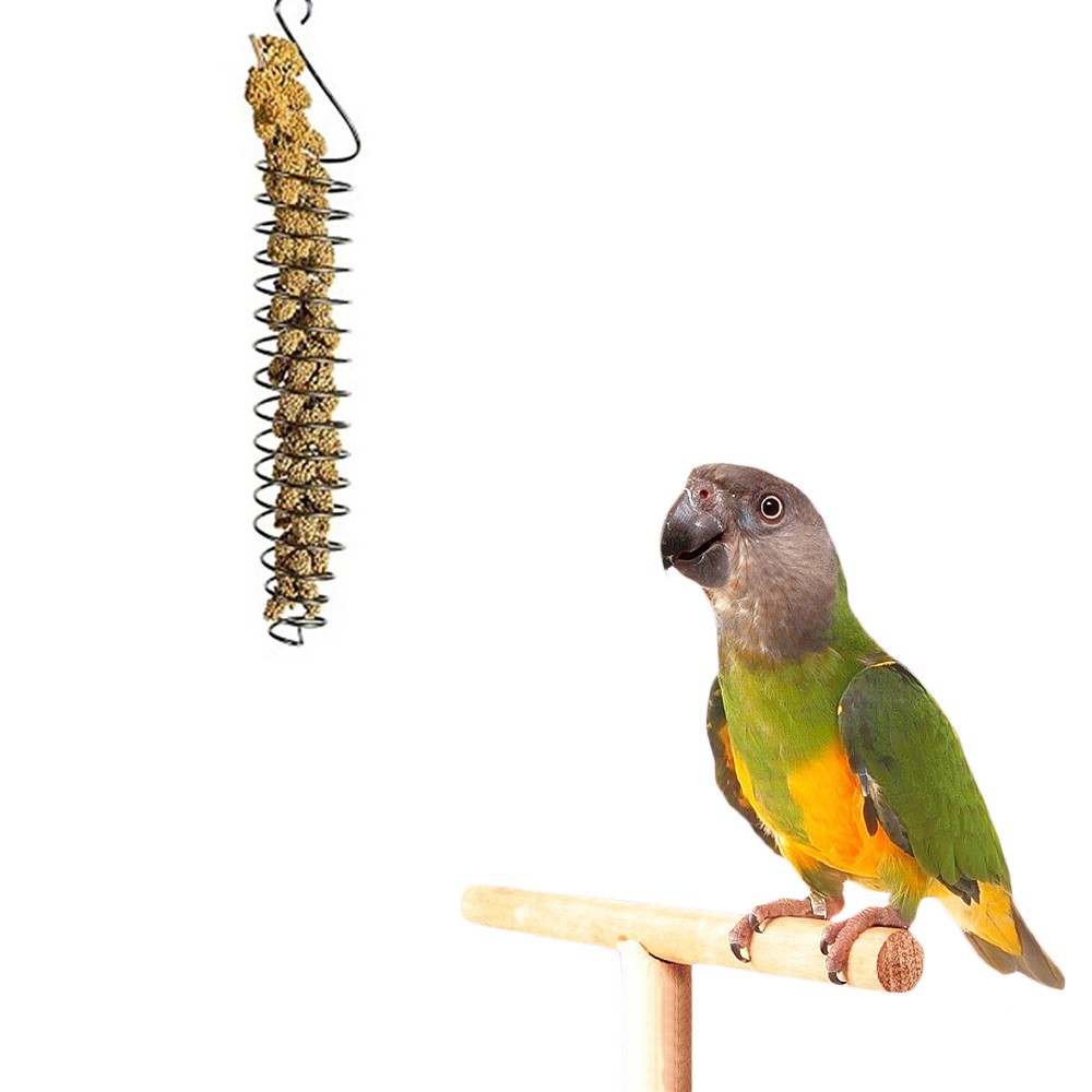 parakeet foraging toys