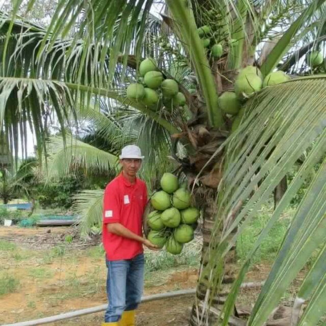  POKOK KELAPA PANDAN  HYBRID Shopee Malaysia