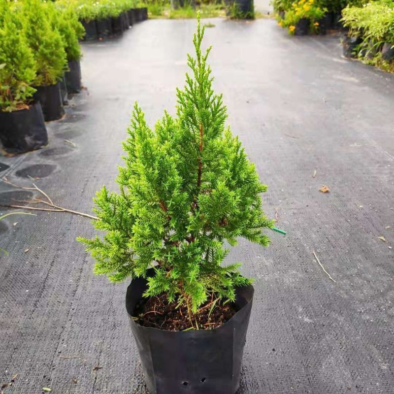 Real Live Plant Christmas Tree Pokok Chrismas Pokok Hiasan Pine Markdown Shopee Malaysia
