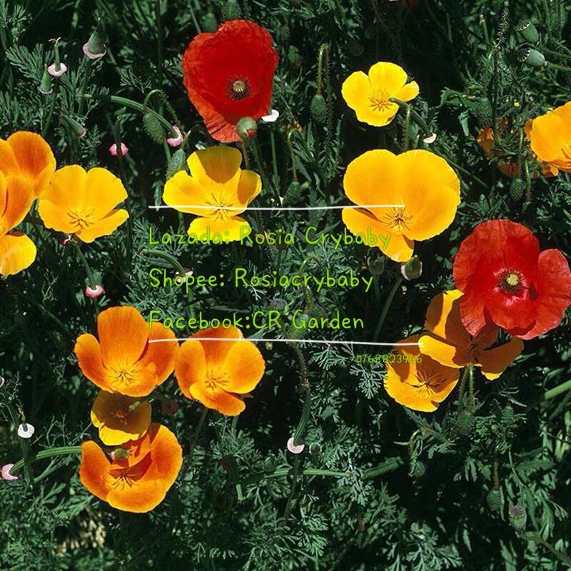 California Poppy 25 Seeds 花菱草 25粒 Shopee Malaysia