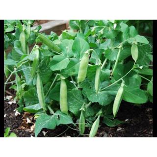 Kacang Peas Hijau Renek Seeds Dwarf Green Peas Pokok Jenis Renek Shopee Malaysia