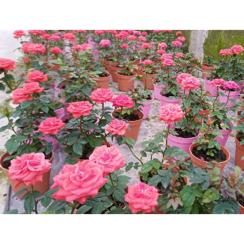 Buy Anak Pokok Bunga Ros Dah Berbunga Banyak Cantik Rose Flower With Pot Live Potted Plant Pokok Bunga Ros Hidup Pokok Bunga Seetracker Malaysia