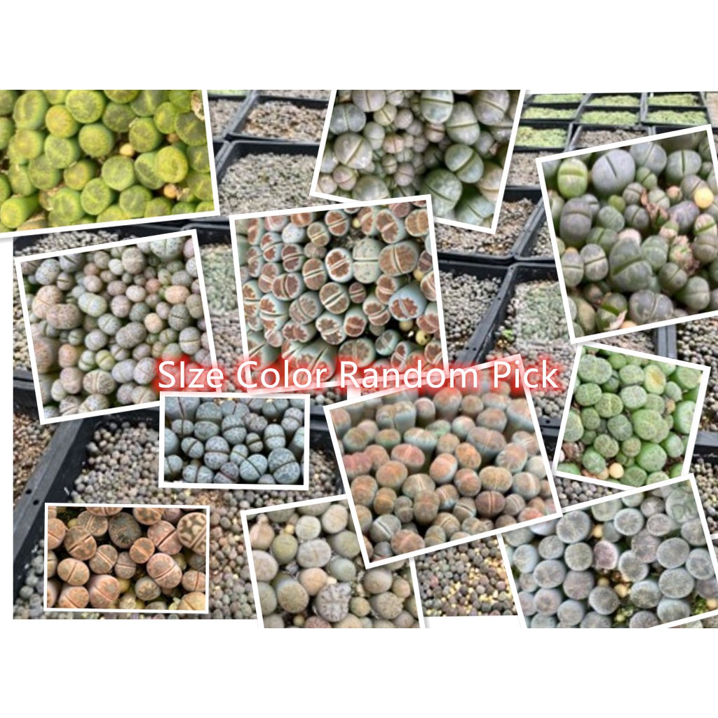 Buy Imported Ready Stock Lithops Live Plant Succulent 屁屁生石花多肉植物帝玉pleiospilos Nelii C363a 紫柘榴 Seetracker Malaysia