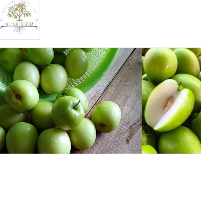 Pokok Bidara Epal Hybrid Benih Pokok Hybrid Murah Facebook