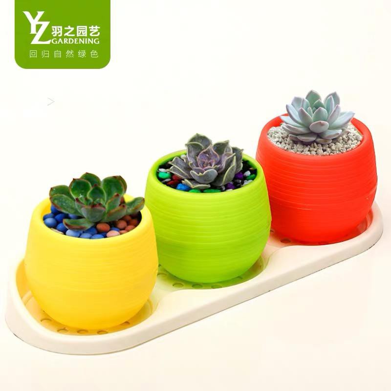 Succulent Cactus Kaktus Sukulen Pasu Bunga Flower Pot 7CM for ...