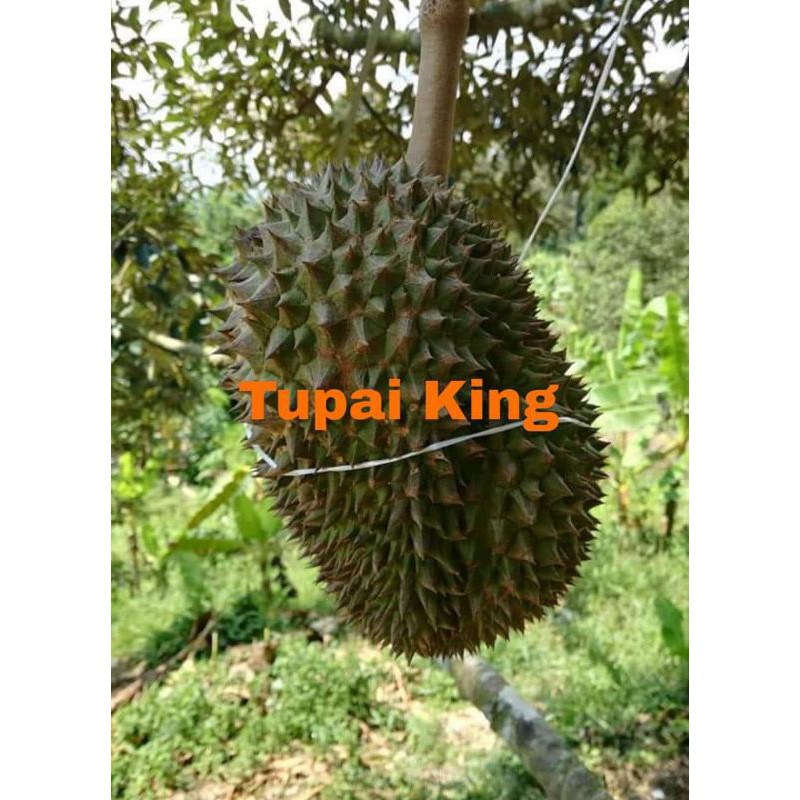 King durian tupai