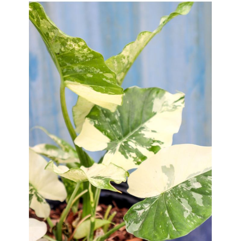 Buy Alocasia Odora Macrorrhiza Variegata Plant Seetracker Malaysia