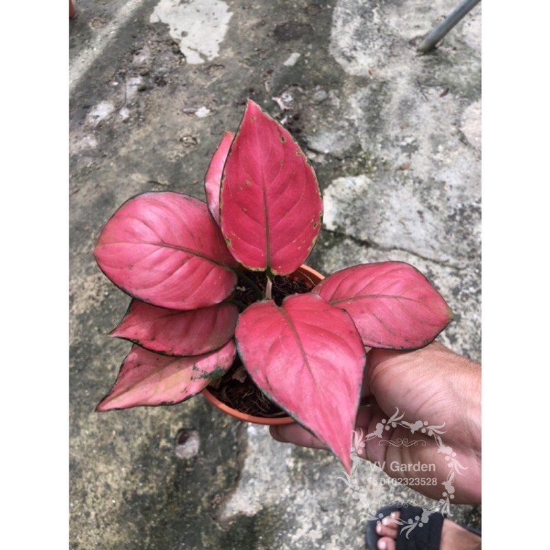 Aglaonema red king ready stock Shopee Malaysia Aglaonema red king ready stock Shopee Malaysia