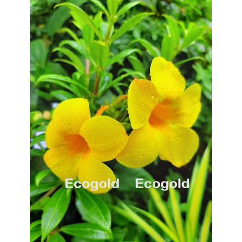 Buy Yellow Allamanda Pokok Bunga Akar Kuning Bunga Loceng Allamanda Cathartica Seetracker Malaysia