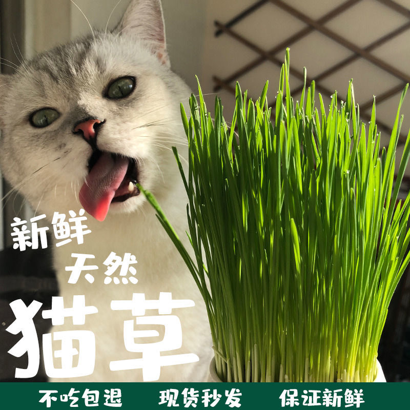 猫草种子营养土水培猫零食助消化去毛球猫咪用品猫草懒人种植套装 Shopee Malaysia