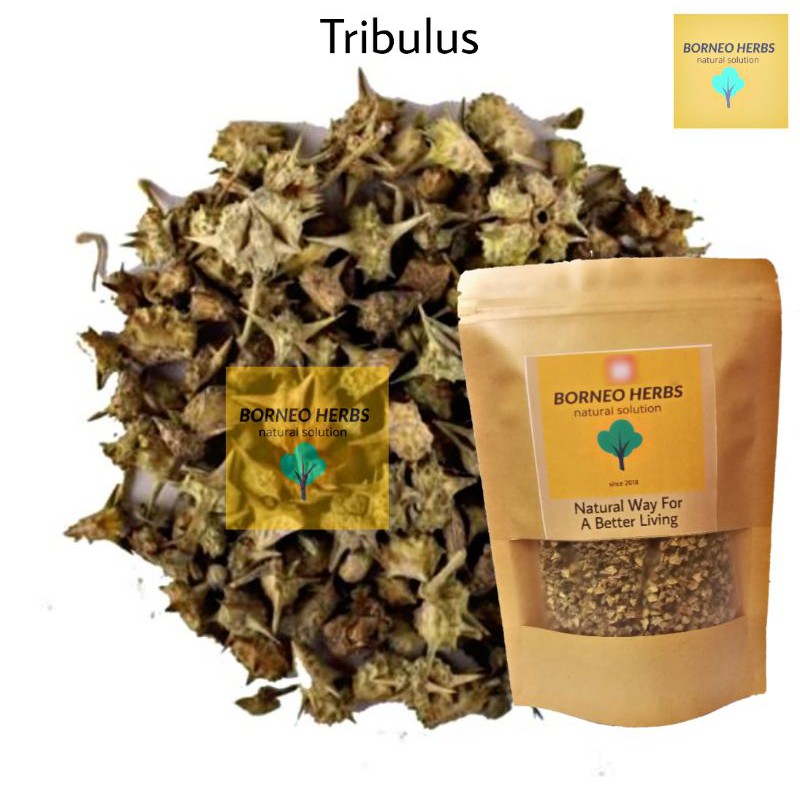 💪HERBA TRIBULUS TERRESTRIS 💪 UNTUK LELAKI SADO TESTOSTERONE BOOSTER