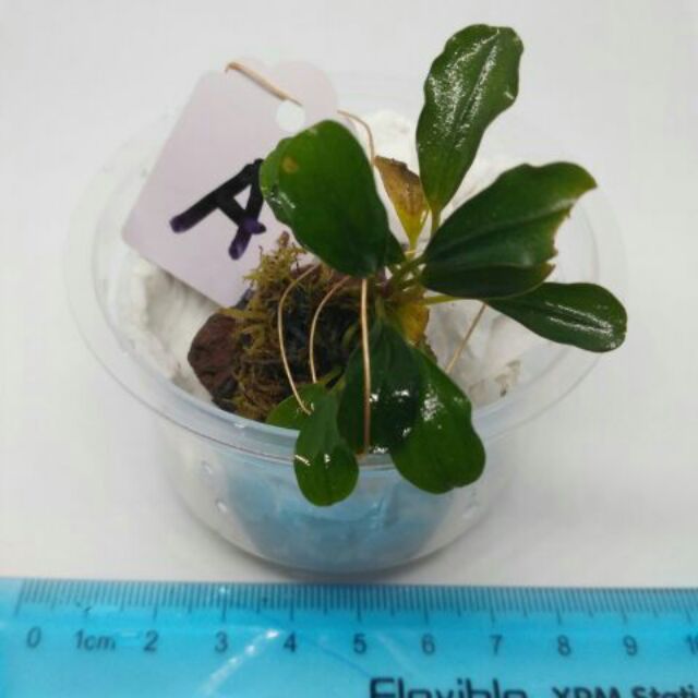 bucephalandra aquascape