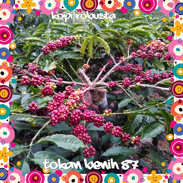 Anak pokok kopi  robusta Shopee Malaysia