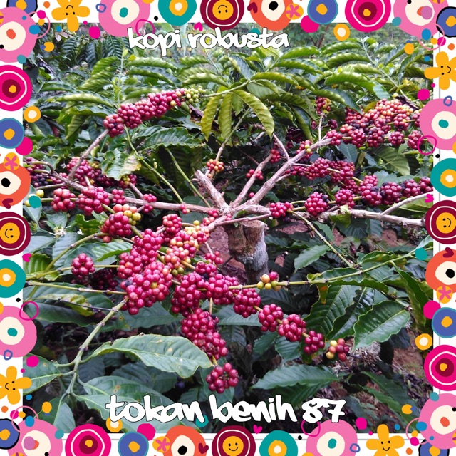 Anak pokok kopi robusta Shopee Malaysia Anak pokok kopi robusta Shopee Malaysia