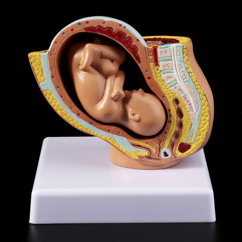 9th Month Baby Fetus Foetus Pregnancy Human Pregnancy Fetal Development Medical Model