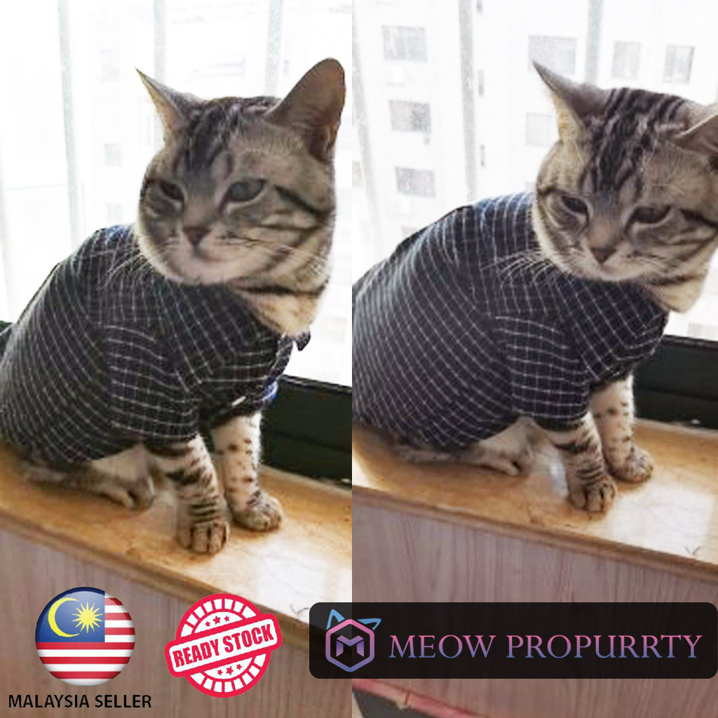 Baju Raya Kucing Boy Gemuk Murah Ready Stock Malaysia 2021 Pakaian