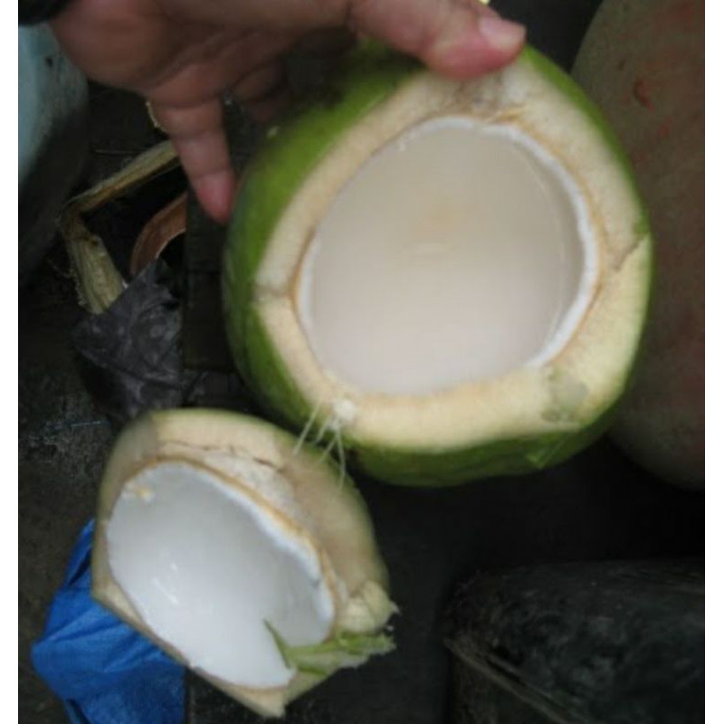 Promosi Benih Kelapa Mataq Buah Lebat / Ready Stok  Shopee Malaysia