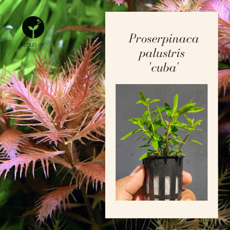 (WHOLESALE)Aquarium plants Aquatic plants Proserpinaca palustris