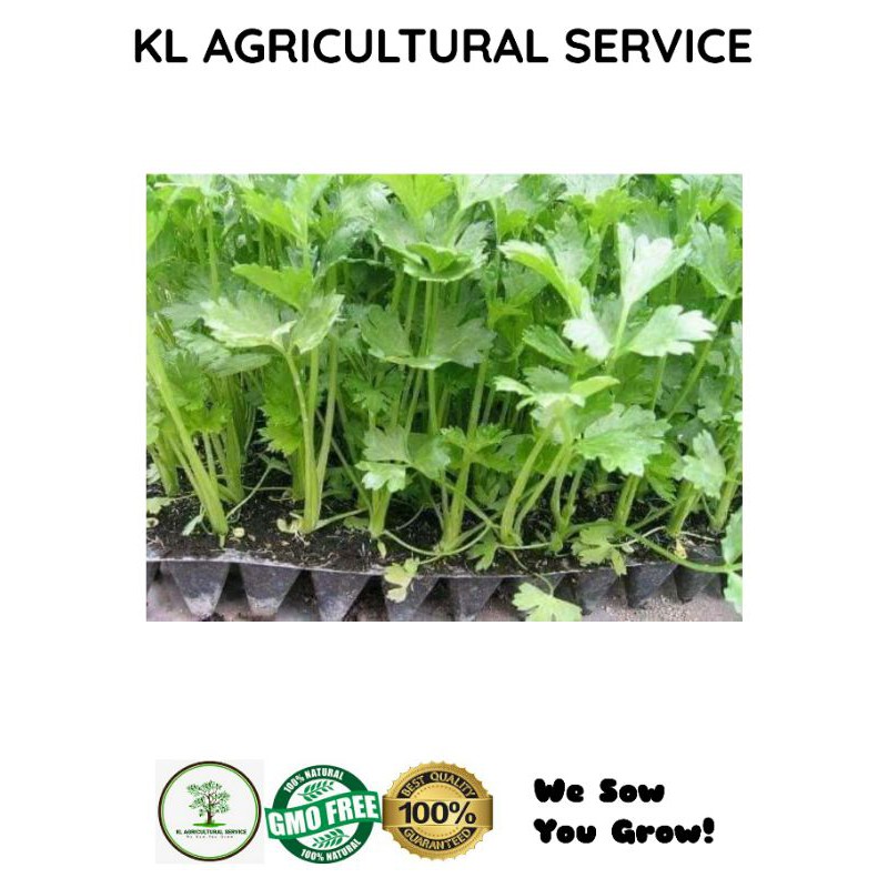 Benih Celery Daun Sup 300biji
