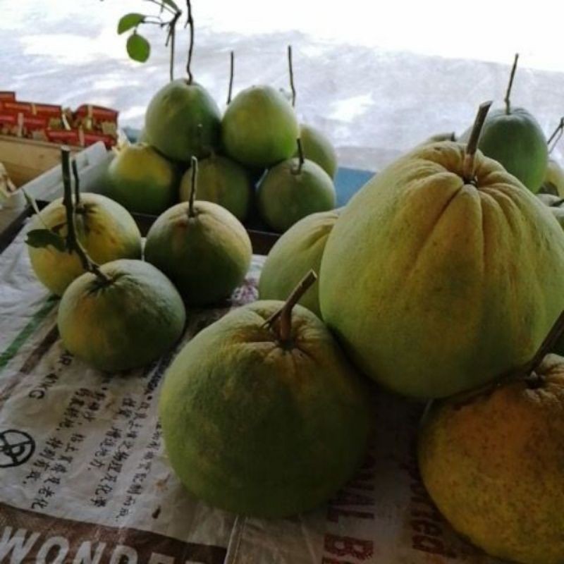 Limau Bali Tambun Pomelo Fruit（manis)甜柚子