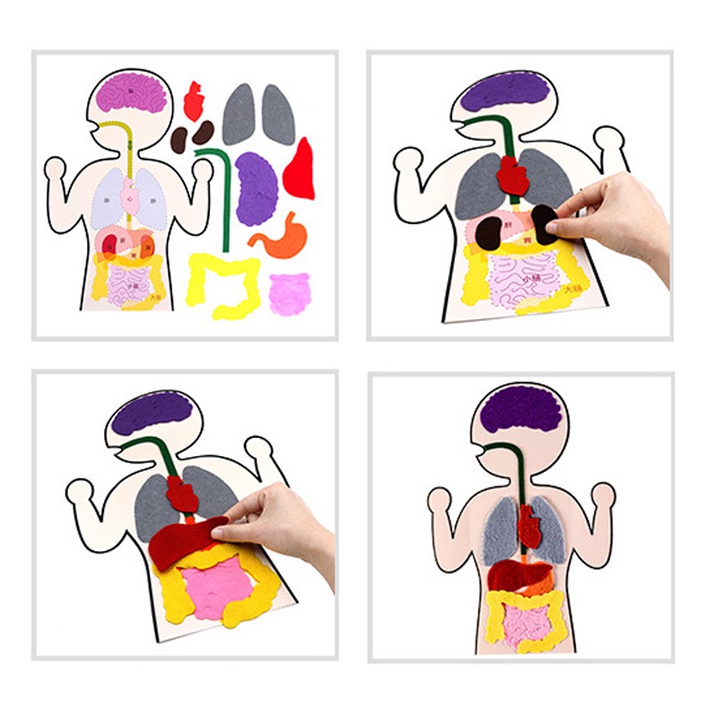 Essential Reliable Kids Montessori 3D Puzzle Non Woven Human Body Model Learning Internal Organ Teaching Aid Assembly... - Image 5