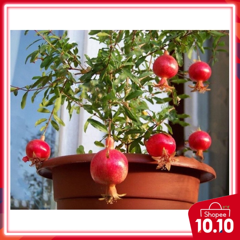 5pcs seeds Delima Renek Turkey/ dwarf TURKISH POMEGRANATE tanam dalam pasu je cantik macam pokok bunga