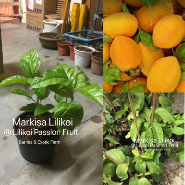 Pokok Markisa Lilikoi Markisa Passion Fruit Pokok Stabil Shopee Malaysia