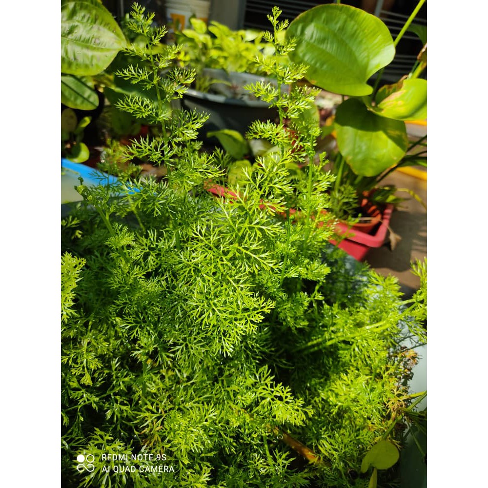 Do ferns have seeds image