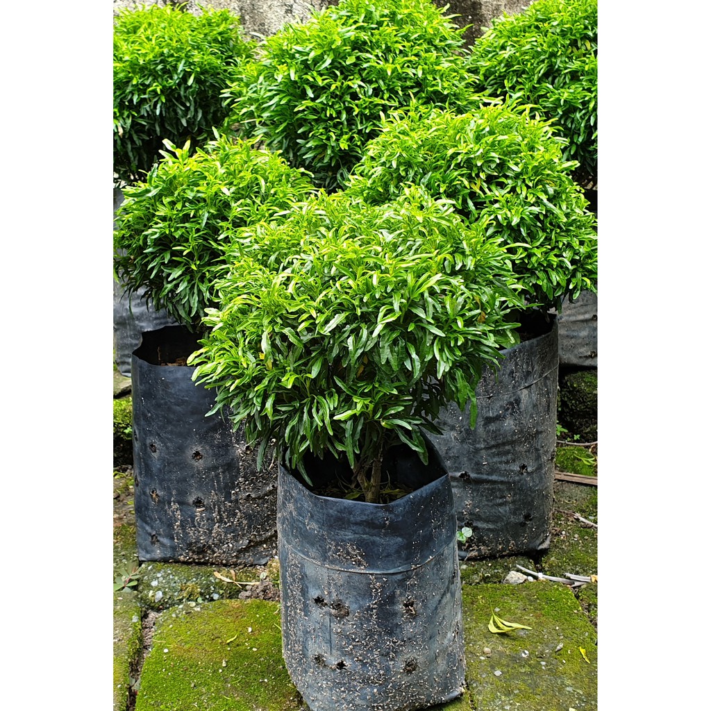 Anak Pokok Tong Emas Shopee Malaysia