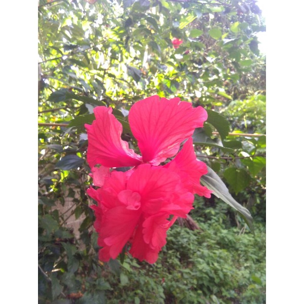 Buy Pokok Bunga Raya Merah Rare /Daun Bunga Raya Fresh / Hibiscus 