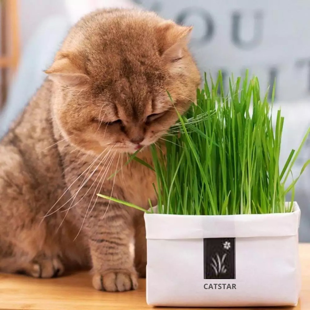 Ready Stock] Rumput Kucing Pet Cat Soilless Easy Grow Cat Grass 