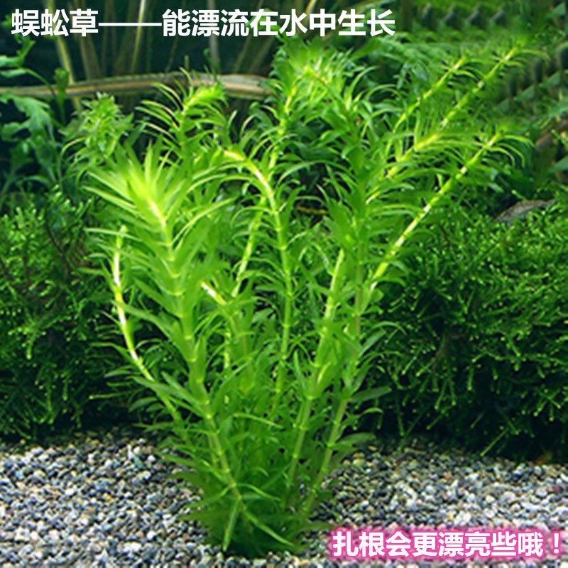 水草植物养不死 蜈蚣草淡水族箱造景懒人真草缸养虾池金鱼缸有茎藻沉水草活体植物 净化水质增氧水植 Shopee Malaysia