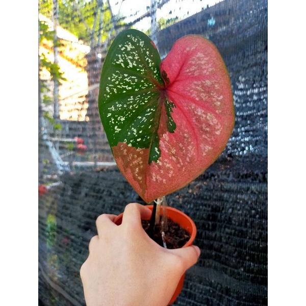 Buy Caladium Red Beret Daun Bulat Tebal Berret Baret Barret Pokok 