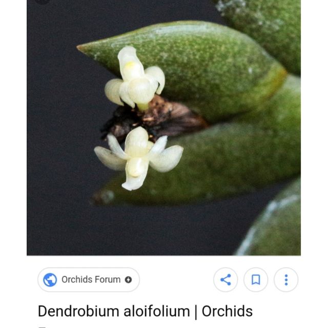 Dendrobium aloifolium, dendrobium gergaji/chainsaw, dendrobium species ...