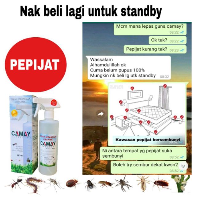 Pepijat Datang Dari Mana