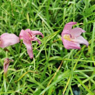 Rain Lily Polibag Bunga Lili Spider Lily Bunga Kembang Hujan Kuning Putih Biru Rainlily Bawang Flower Bulb Shopee Malaysia