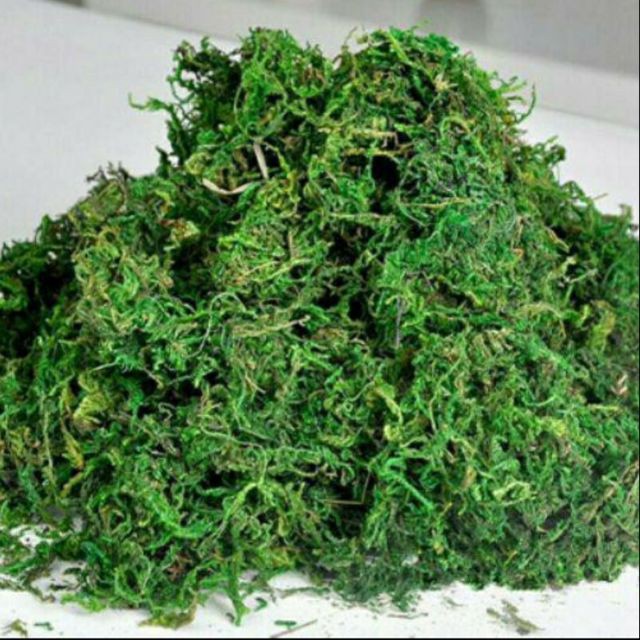 READY STOCK 1 pack Lumut Orkid Lumut Hiasan Moss READY STOCK 1 pack Lumut Orkid Lumut Hiasan Moss