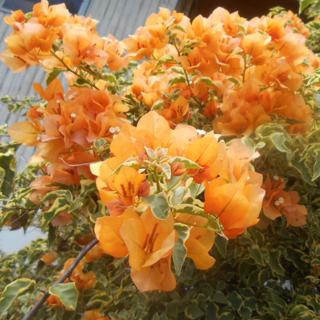 Keratan Batang Bunga Kertas Thailand Malaysia Bougenville Bougainvillea Shopee Malaysia