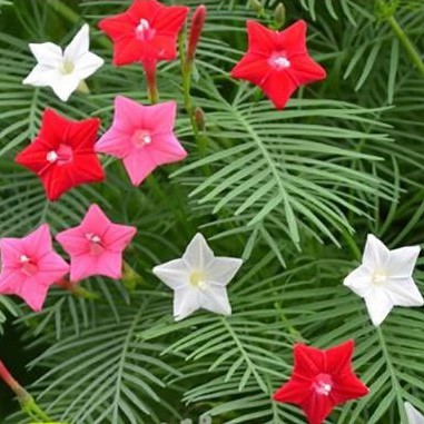Ready Stock Multi Coloured Cypress Vine Seeds 10 Pcs Tri Colour 混色茑萝 五星花 10粒种子 红 粉 白