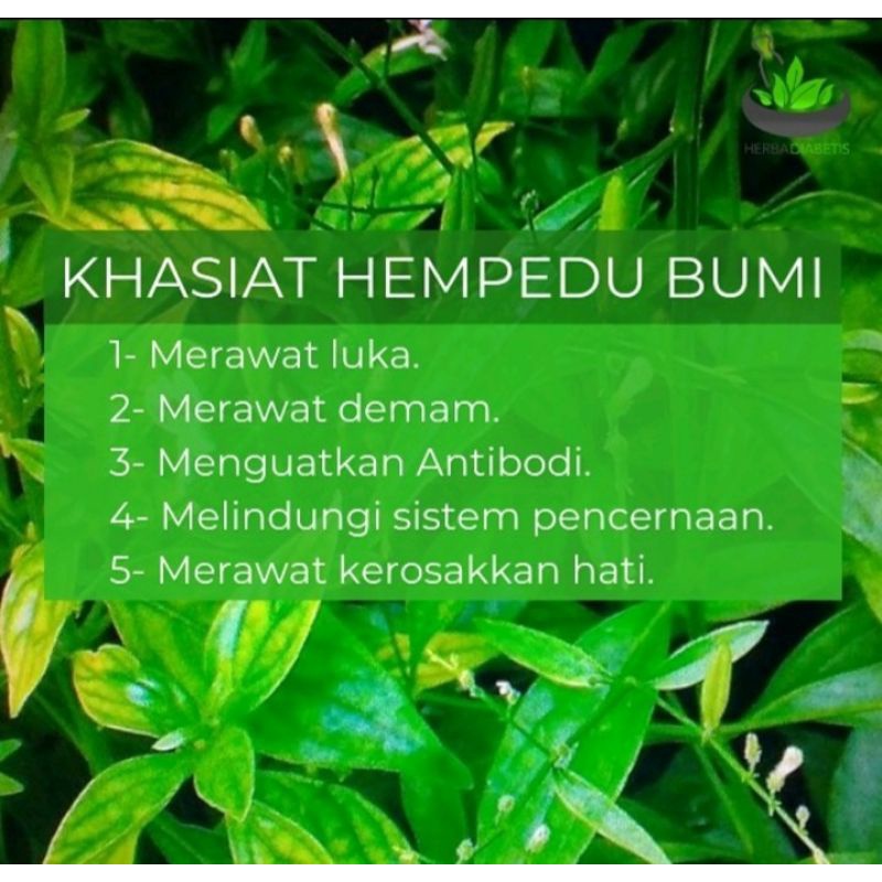 Anak Pokok Hempedu Bumi Daun Pahit Raja Pahit