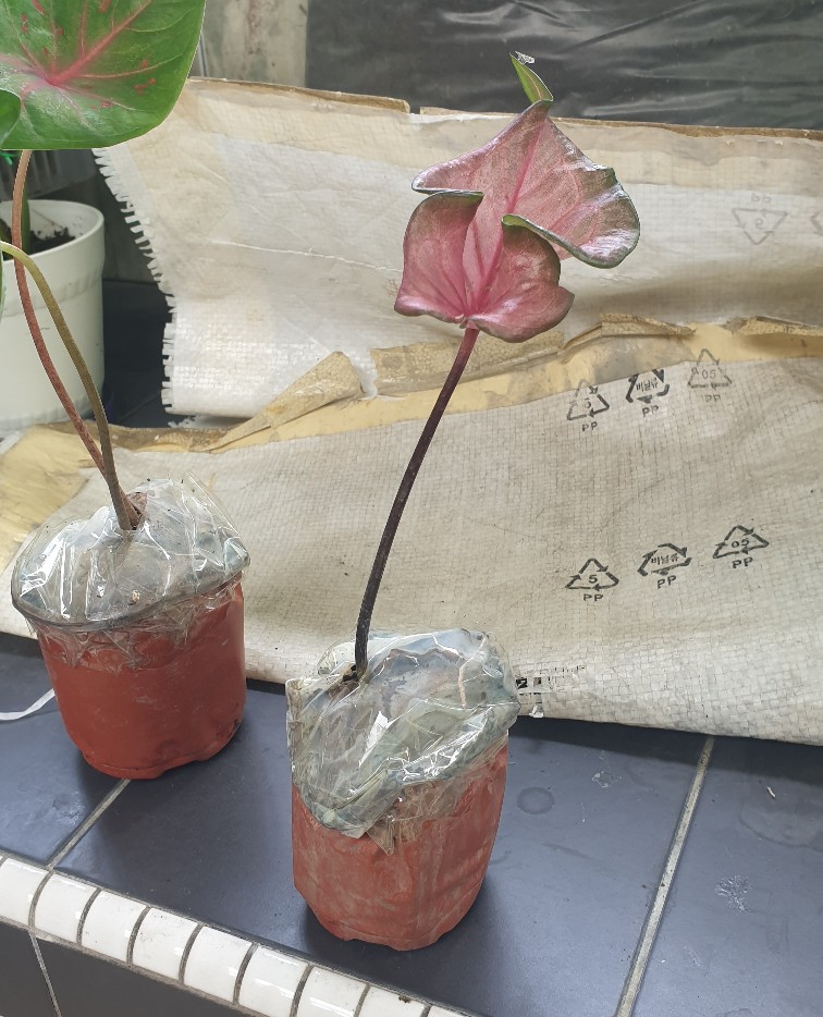 Keladi Minyak Merah Hiasan Rumah Shopee Malaysia