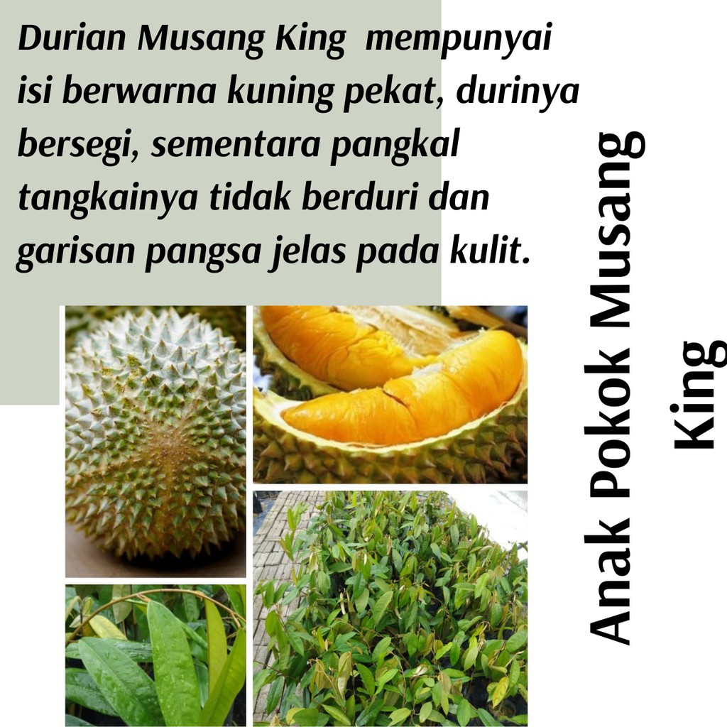 (Real Plant) Anak Pokok Musang King cpt berbuah hybrid top quality ...