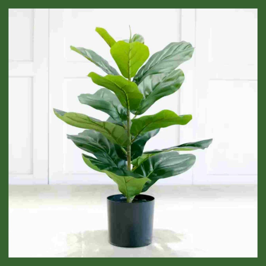  Pokok  Hiasan  Artificial Plant Fiddle Fig Pokok  Plastik  